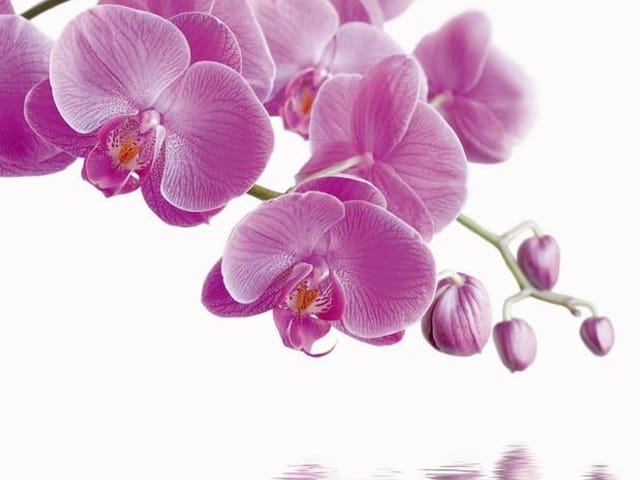 Fototapeta Różowe orchidee nad wodą (kod: 6047) Fototapeta z różowymi orchideami nad wodą na białym tle