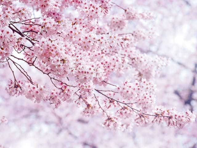 Fototapeta Sakura – gałąź z kwiatami wiśni (mpn: 6054) Fototapeta z gałęzią drzewa i kwiatami wiśni na rozmytym tle