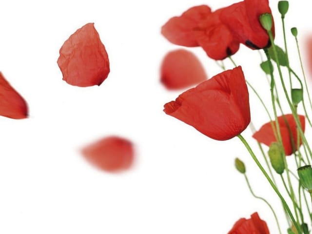 Fototapeta Czerwone maki na białym tle (kod: 6071) Fototapeta z czerwonymi makami na białym tle i zielonymi łodygami