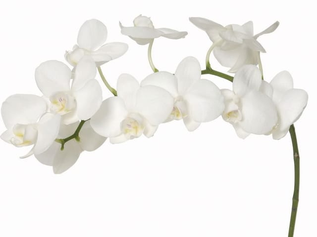 Fototapeta Biały storczyk na zielonej gałązce (kod: 6072) Fototapeta z białym storczykiem na zielonej gałązce i białym tle