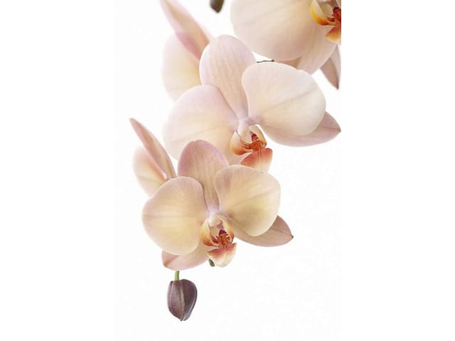 Fototapeta Storczyki na jasnym tle (kod: 6074) Fototapeta z kwiatami orchidei o delikatnych różowych płatkach