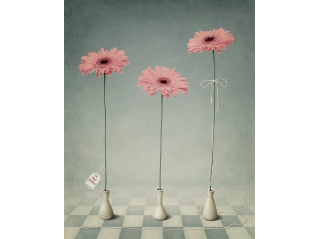 Fototapeta z trzema różowymi gerberami w wazonach na tle szachownicy