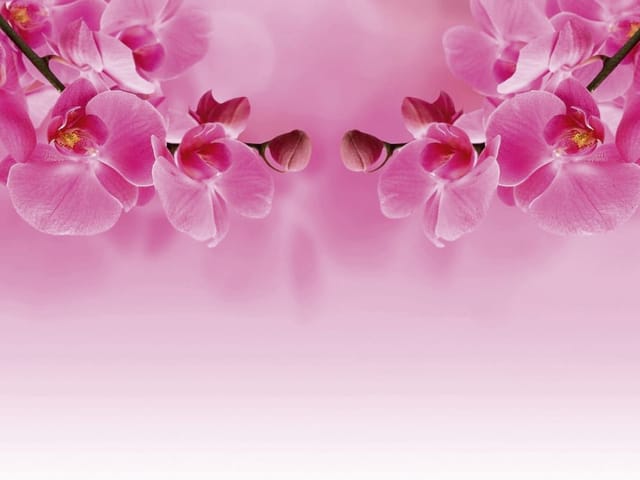 Fototapeta Różowe orchidee na gałęzi (kod: 6100) Fototapeta z różowymi kwiatami orchidei na gałęzi, różowe rozmyte tło