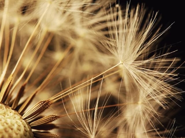 Fototapeta z dmuchawcem w zbliżeniu, ciemne i rozmyte tło