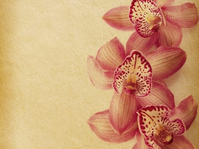 Fototapeta z kwiatami orchidei na beżowym tle z różowymi płatkami