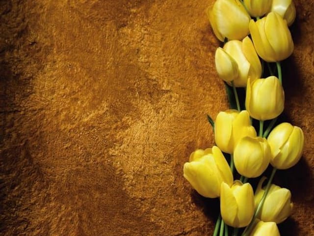 Fototapeta Żółte tulipany na ciemnym tle (kod: 6112) Fototapeta z żółtymi tulipanami na ciemnym tle z teksturą i zielonymi łodygami