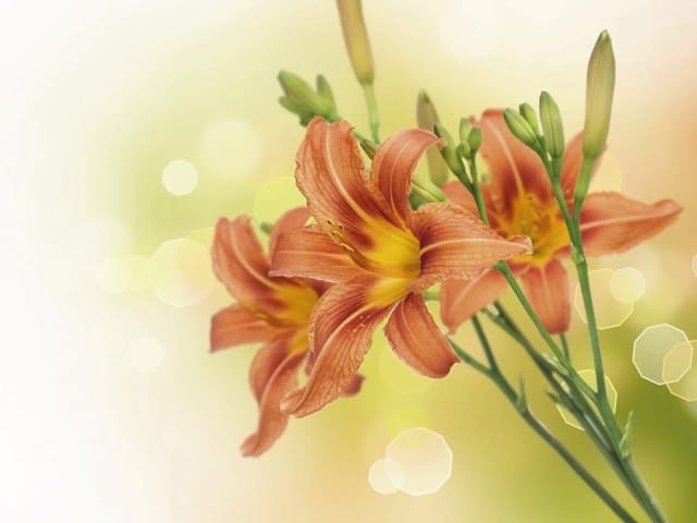 Fototapeta Pomarańczowe lilie na tle bokeh (kod: 6116) Fototapeta z pomarańczowymi liliami na zielonych łodygach i rozmytym tle