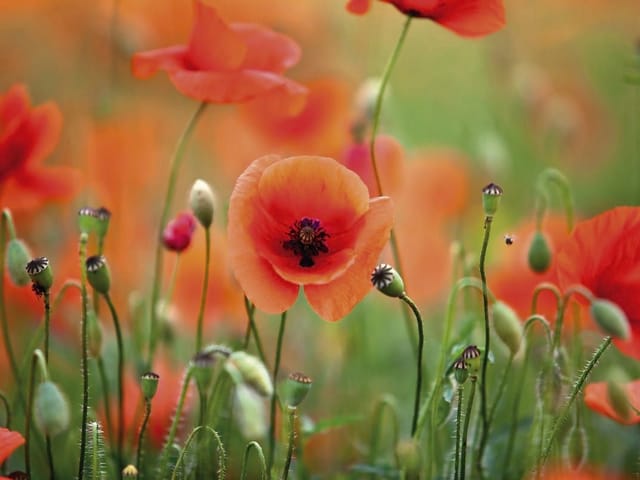 Fototapeta z czerwonymi makami na tle zielonej łąki, rozmyte tło