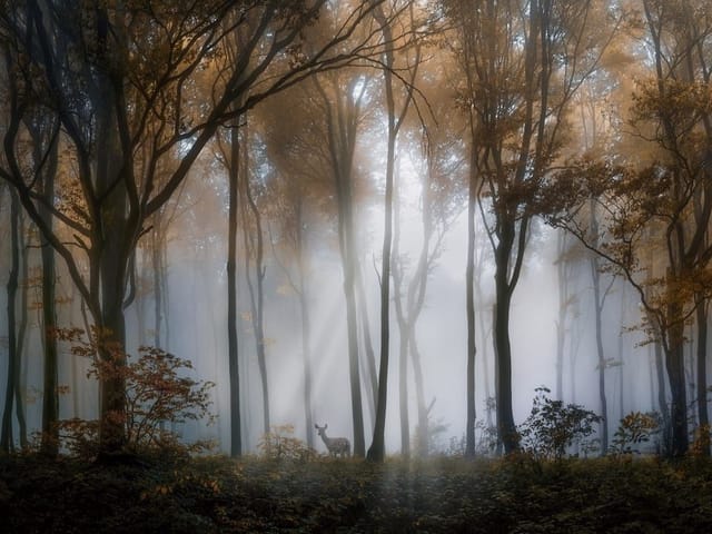 Fototapeta przedstawiająca las z wysokimi drzewami i mgłą, przez którą przenikają promienie światła.