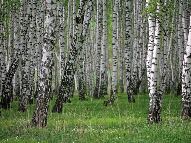 Fototapeta Spokojny las brzozowy (mpn: 648) Fototapeta z gęstym lasem brzozowym, białe pnie i zielona trawa