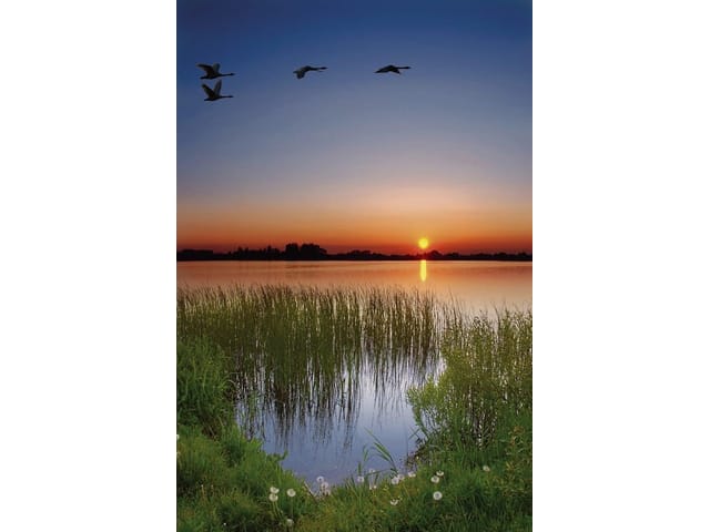 Fototapeta Jezioro o zachodzie słońca (mpn: 649) Fototapeta z jeziorem, zachodzącym słońcem, trawami i drzewami