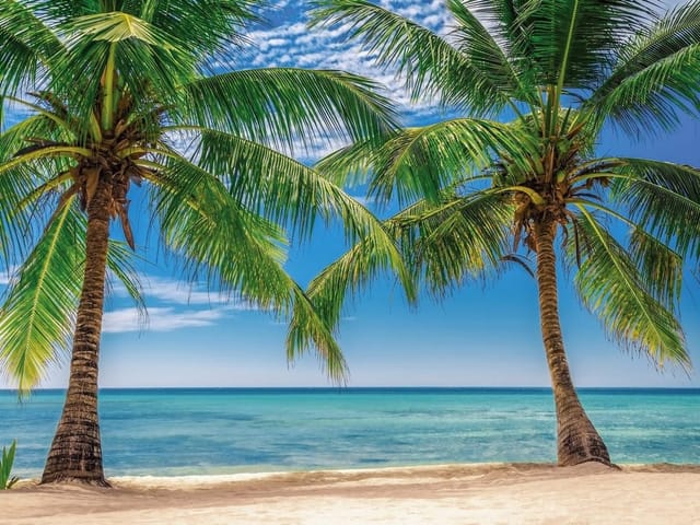 Fototapeta Palmy na plaży z turkusowym morzem (mpn: 6705) Fototapeta z dwiema palmami na piaszczystej plaży z turkusowym morzem