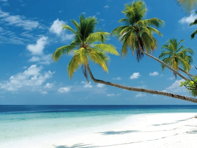 Fototapeta Palmy na tropikalnej plaży (mpn: 6736) Fototapeta z palmami na tropikalnej plaży, błękitnym niebem i turkusowym morzem