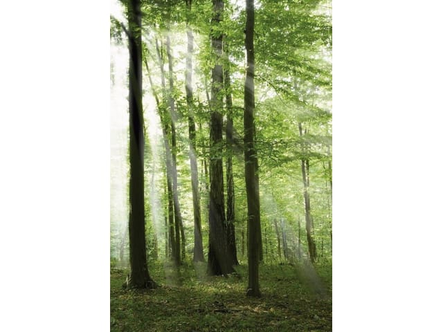 Fototapeta z wysokimi drzewami i promieniami słońca w lesie