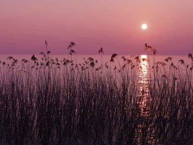 Fototapeta przedstawiająca trzciny nad wodą przy zachodzie słońca, z różowym niebem