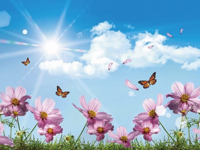 Fototapeta Różowe kwiaty na letniej łące (kod: 6868) Fototapeta z różowymi kwiatami na łące, niebo i chmury