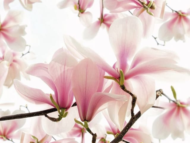 Fototapeta z kwiatami magnolii o różowych płatkach na ciemnych gałęziach