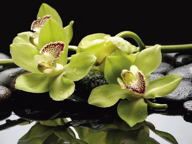 Fototapeta z zielonymi orchideami na czarnych kamieniach i wodzie