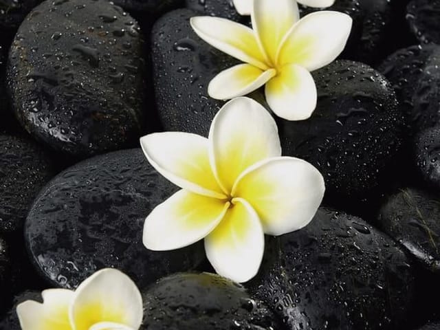 Fototapeta z białymi i żółtymi kwiatami plumerii na czarnych, mokrych kamieniach