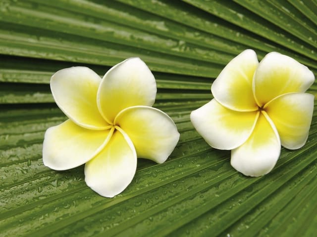 Fototapeta z dwoma kwiatami plumerii na zielonym liściu z kroplami wody