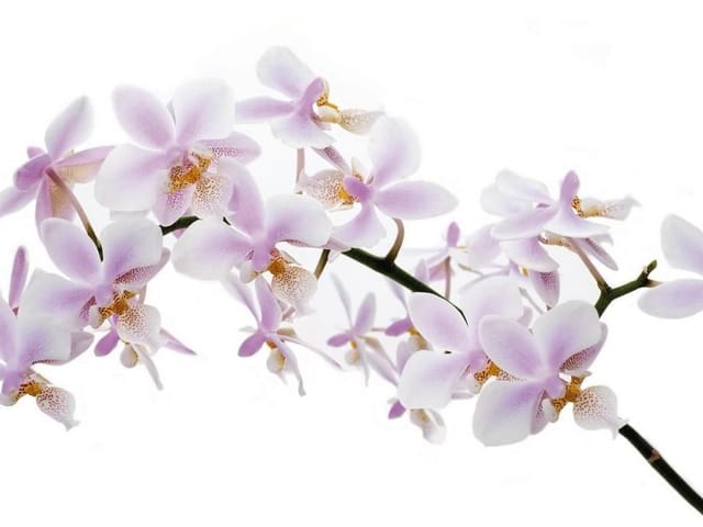 Fototapeta Gałązka storczyków na białym tle (kod: 6898) Fototapeta z gałązką storczyków o jasnoróżowych płatkach na białym tle