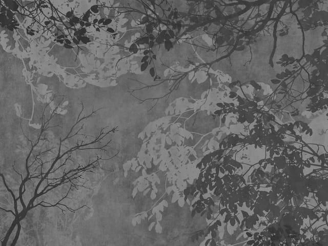Fototapeta Gałęzie drzew na tle nieba (mpn: 7140) Fototapeta z ciemnymi gałęziami drzew i jasnymi liśćmi na szarym tle