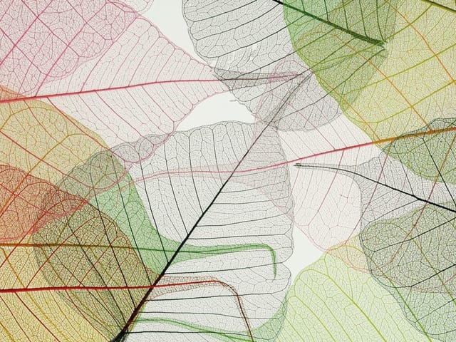 Fototapeta z kolorowymi szkieletami liści na jasnym tle