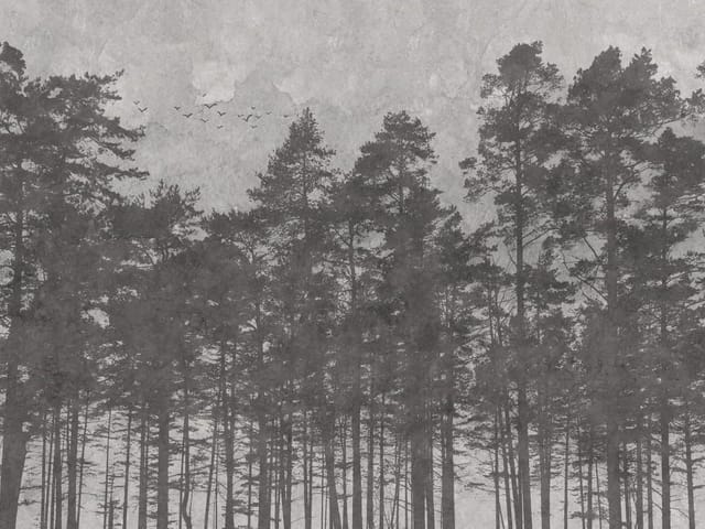 Fototapeta Leśne sylwetki na tle nieba (mpn: 7395) Fototapeta przedstawiająca wysokie drzewa w lesie z jasnym niebem w tle