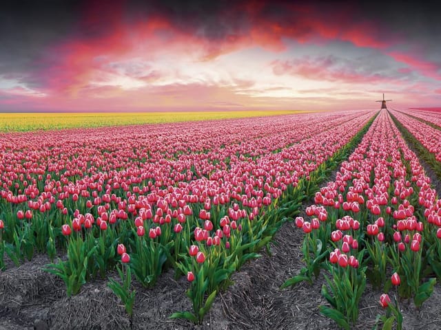 Fototapeta Pole Tulipanów o Zachodzie Słońca (mpn: 7500) Fototapeta z polem czerwonych tulipanów i zachodzącym słońcem
