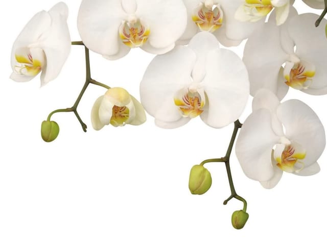 Fototapeta Orchidee na gałązce z białymi kwiatami (kod: 7522) Fototapeta z białymi kwiatami orchidei na gałązce i zielonymi pąkami