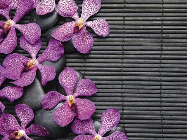 Fototapeta Fioletowe orchidee na kamieniach (kod: 7544) Fototapeta z fioletowymi kwiatami orchidei na czarnych kamieniach