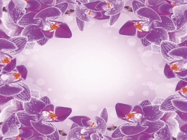 Fototapeta Fioletowe orchidee na brzegu (kod: 7548) Fototapeta z fioletowymi orchideami na brzegach i jasnym tłem