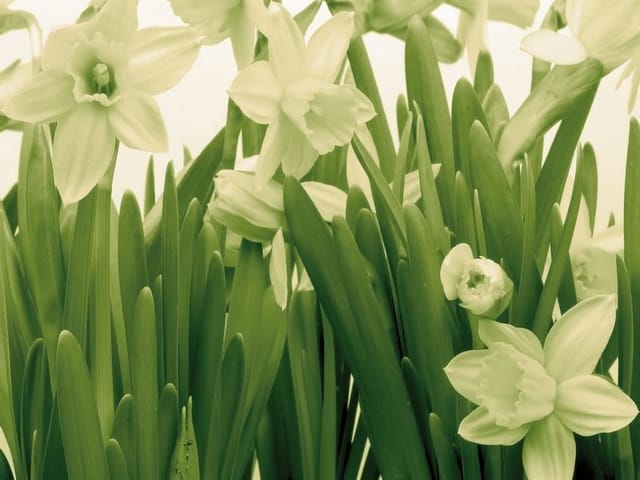 Fototapeta z żonkilami i zielonymi liśćmi na jasnym tle