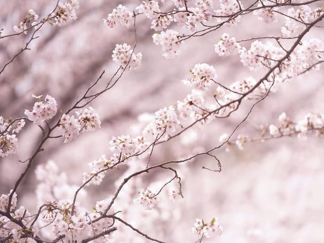 Fototapeta Sakura w pełnym rozkwicie (mpn: 7552) Fototapeta z gałęziami sakury na rozmytym tle w różowych odcieniach