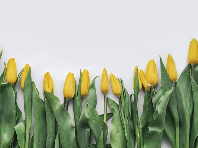 Fototapeta Żółte tulipany na białym tle (mpn: 7560) Fototapeta z żółtymi tulipanami i zielonymi liśćmi na białym tle