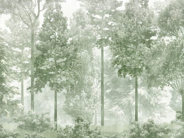 Fototapeta Gęsty Las z Wysokimi Drzewami (mpn: 7589) Fototapeta przedstawiająca gęsty las z wysokimi drzewami i mgłą