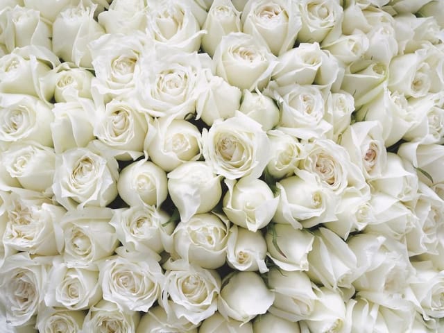 Fototapeta z bukietem białych róż o delikatnych płatkach i różnych odcieniach bieli