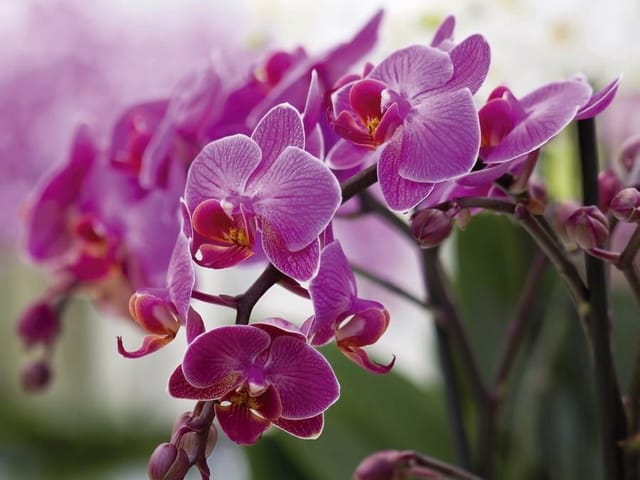 Fototapeta Fioletowe orchidee na łodygach (kod: 7673) Fototapeta z fioletowymi kwiatami orchidei na delikatnych łodygach i zielonym tle