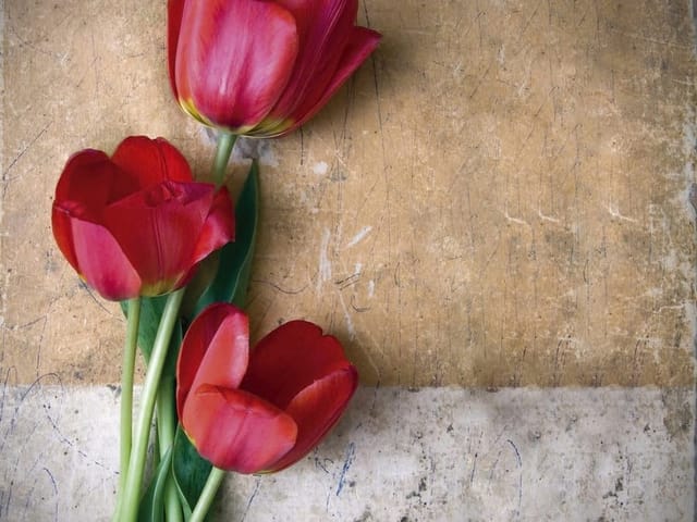 Fototapeta z czerwonymi tulipanami i zielonymi łodygami na beżowym tle