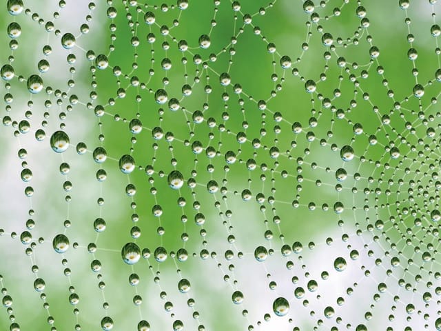 Fototapeta z pajęczyną i kroplami wody na zielonym tle