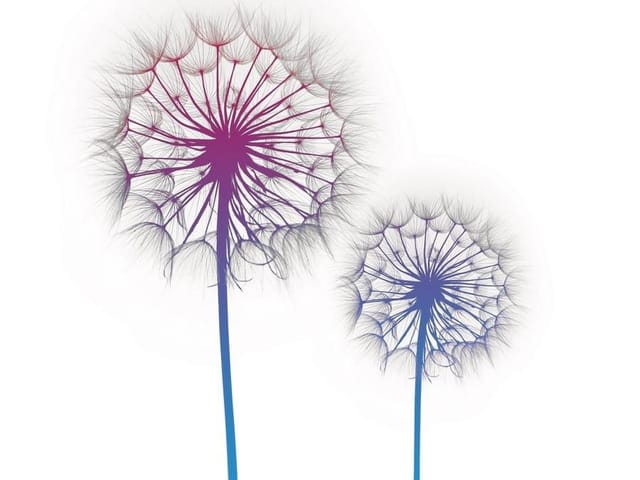 Fototapeta z dwoma dużymi dmuchawcami na białym tle, cienkie łodygi