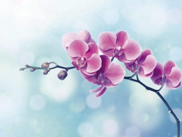 Fototapeta Różowe orchidee na gałązce (kod: 7760) Fototapeta z różowymi kwiatami orchidei na ciemnej gałązce