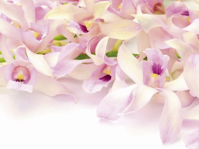 Fototapeta Storczyki w jasnoróżowym odcieniu (kod: 7761) Fototapeta z jasnoróżowymi kwiatami orchidei na jasnym tle