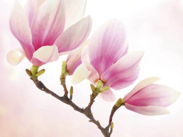 Fototapeta z gałęzią magnolii i różowymi płatkami na jasnym tle