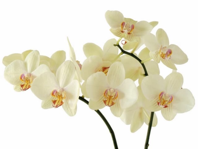 Fototapeta Bukiet Białych Orchidei na Gałązce (kod: 7967) Fototapeta z bukietem białych orchidei na zielonej gałązce, delikatne płatki na jasnym tle