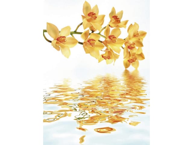 Fototapeta Żółte orchidee nad wodą (kod: 7968) Fototapeta z gałęzią żółtych orchidei nad wodą na białym tle