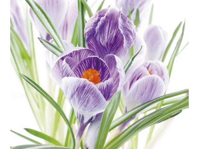 Fototapeta z fioletowymi krokusami i zielonymi liśćmi na białym tle