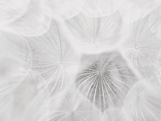 Fototapeta zbliżenie na dmuchawce z białymi, puszystymi parasolkami i rozmytym tłem