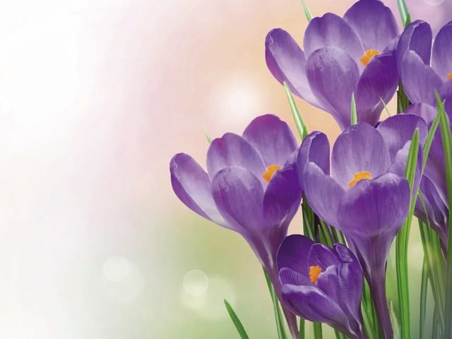 Fototapeta z fioletowymi kwiatami krokusów na łące, zielone łodygi i pastelowe tło