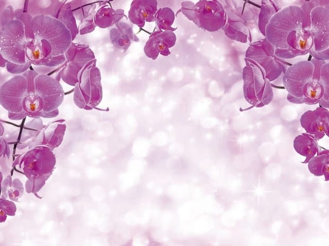 Fototapeta Orchidee na gałęziach w łuku (kod: 8260) Fototapeta z różowymi kwiatami orchidei na gałęziach i jasnym tle